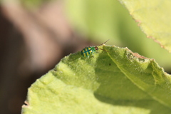 Diabrotica balteata