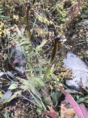 Pedicularis bracteosa
