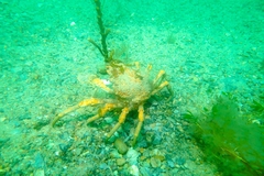 Leptomithrax gaimardii