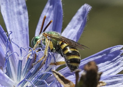 Agapostemon texanus