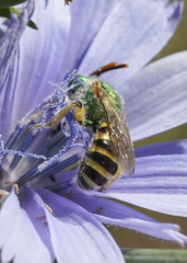 Agapostemon texanus