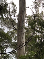 Eucalyptus diversicolor