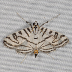 Conchylodes ovulalis