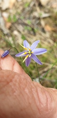 Dianella rara