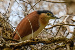 Nycticorax caledonicus