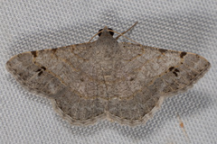 Frederickia nigricomma