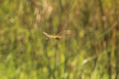 Anax ephippiger