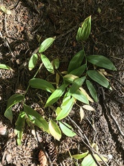 Streptopus lanceolatus