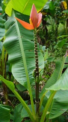 Musa laterita