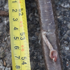 Pantherophis spiloides