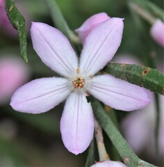 Eriostemon australasius