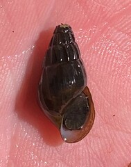 Elimia interveniens
