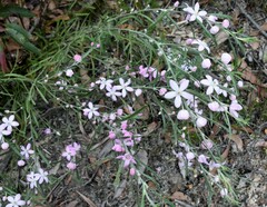 Eriostemon australasius