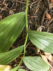 Streptopus lanceolatus