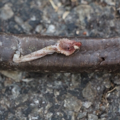 Pantherophis spiloides