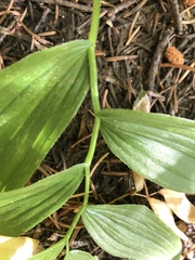 Streptopus lanceolatus