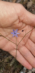 Dianella rara