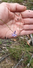 Dianella rara