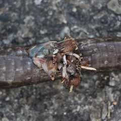 Pantherophis spiloides