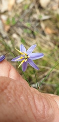Dianella rara