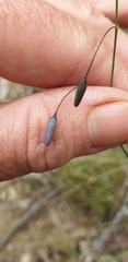 Dianella rara