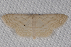 Scopula benitaria