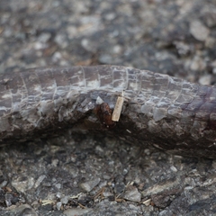 Pantherophis spiloides