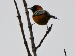 Icterus cucullatus