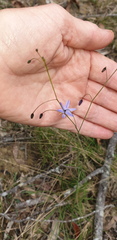 Dianella rara