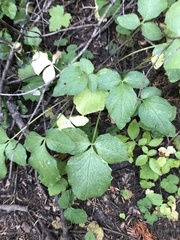 Valeriana sitchensis