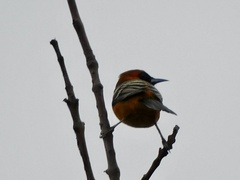 Icterus cucullatus