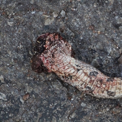 Pantherophis spiloides