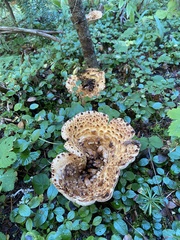 Turbinellus kauffmanii