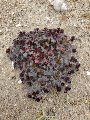 Euphorbia copiapina