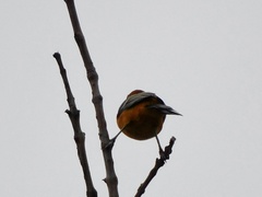 Icterus cucullatus