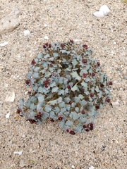 Euphorbia copiapina