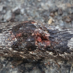 Pantherophis spiloides