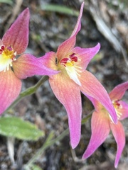 Caladenia × spectabilis
