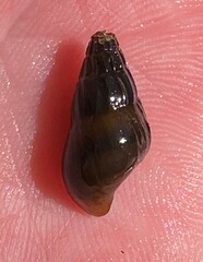 Elimia interveniens