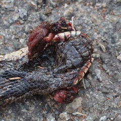 Pantherophis spiloides