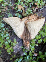 Turbinellus kauffmanii