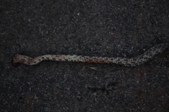 Pantherophis spiloides