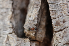 Liometopum occidentale