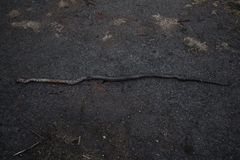 Pantherophis spiloides