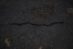 Pantherophis spiloides