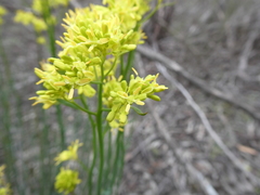 Glischrocaryon behrii