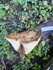 Turbinellus kauffmanii