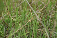 Microtheoris ophionalis