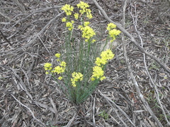 Glischrocaryon behrii