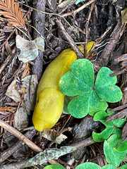 Ariolimax dolichophallus